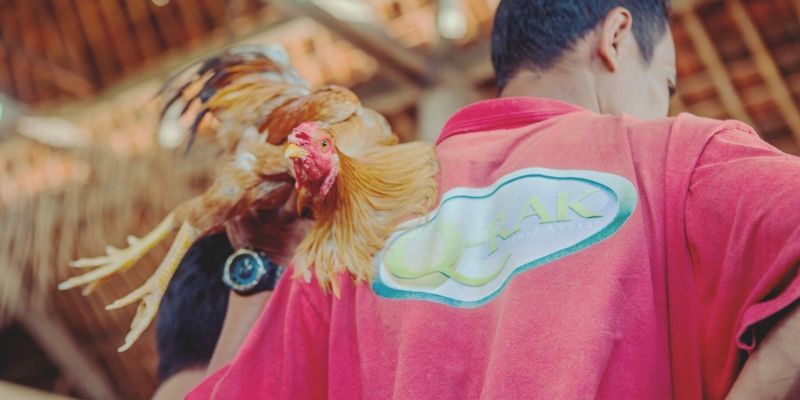 Diseases and prevention in chicken farming